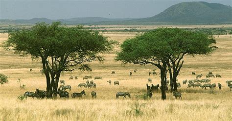 Ученые нашли причины появления африканских саванн - ФОКУС