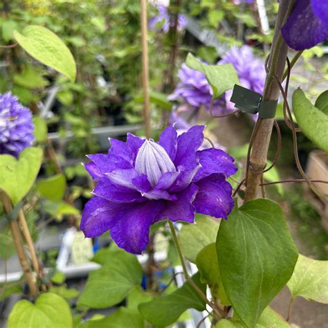 Clematis ‘Beauty of Worcester’ – Find haveplanter