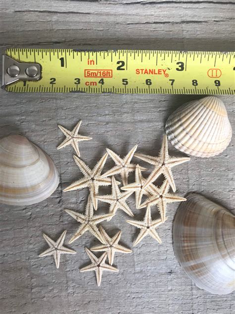 5 Small Starfish Beach Craft Resin Craft Seashells Real - Etsy