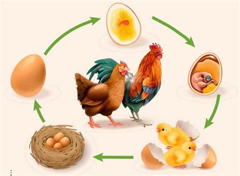 Desarrollo De Aves Etapas Y Proceso Embrionario Loros Y Guacamayos