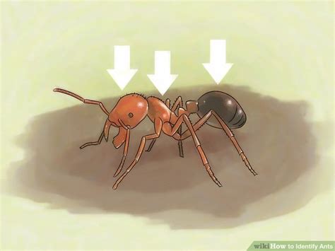 How To Identify Ants With Pictures Wikihow