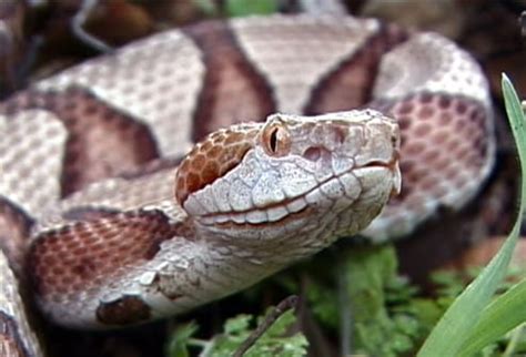 Snake Envenomation: Slideshow