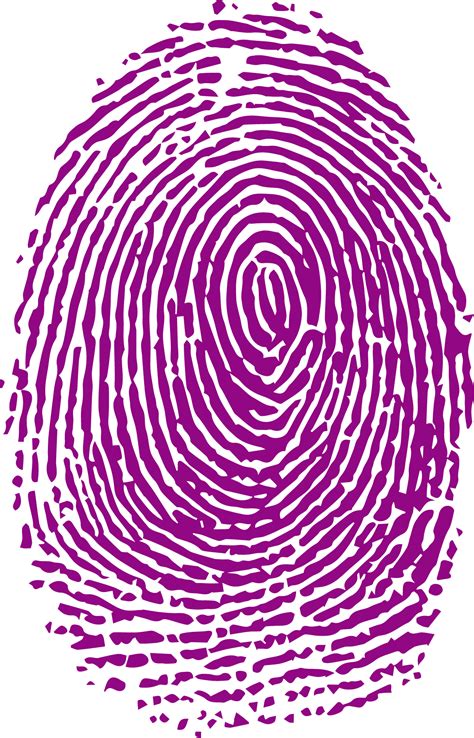 Fingerprint Forensic Science Analysis Purple Fingerprints Png