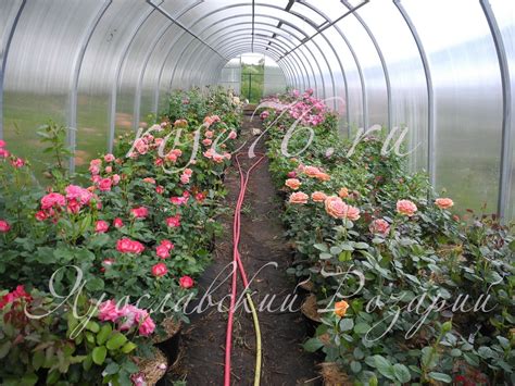 Ярославский Розарий, розы76, Саженцы роз в Ярославле, купить саженцы ...