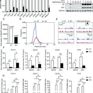 Loss Of TET2 Enhances IAV Replication CRISPR Cas9 Mediated TET2