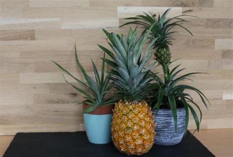 Planting Pineapples: Growing And Regrowth Instructions