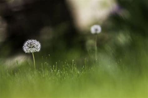 Free Images Nature Outdoor Blossom Growth White Field Meadow