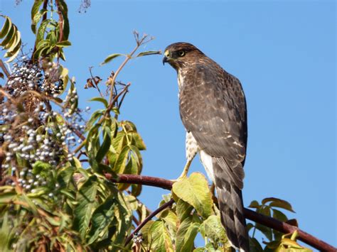 Geotripper S California Birds Juvenile Cooper S Hawk On The Tuolumne River