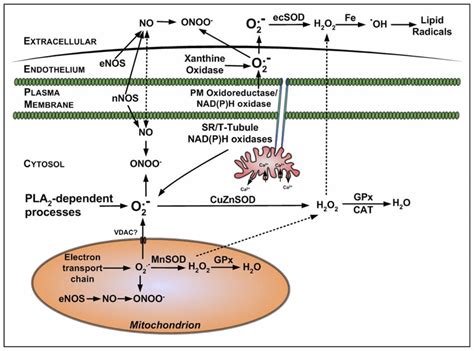 Potential Sites For The Production Of Superoxide And Nitric Oxide In