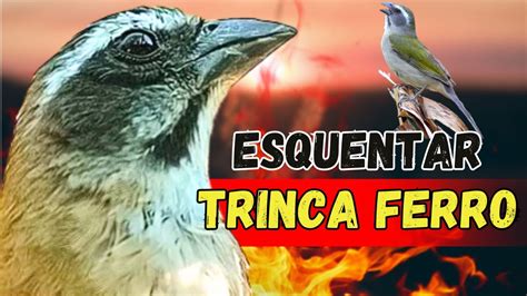 Trinca Ferro Cantando Muito Esquentar Trinca Ferro Trinca Ferro