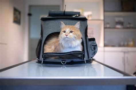 11 Best Pet Carriers For Maine Coons Cat Tested