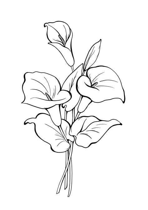 Calla Lily Coloring Pages