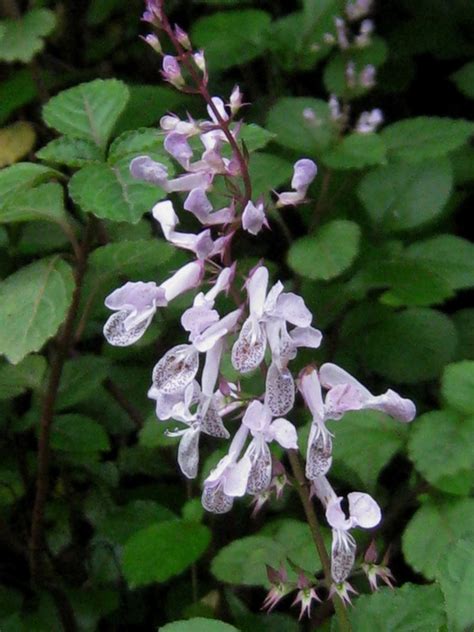 African Plants A Photo Guide Plectranthus Ciliatus E Mey Ex Benth