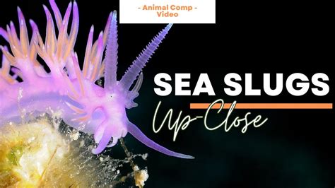 The Astonishing Beauty Of The Nudibranch Video Compilation God S