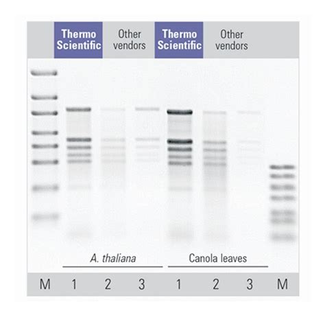 Thermo Scientific Magjet Plant Rna Kitmolecular Biology Reagents And