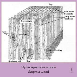 Difference Between Wood Of Gymnosperms And Dicots Soft Wood Vs Hard