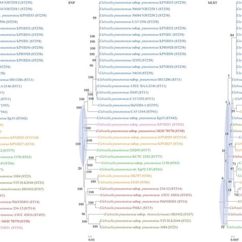 Comparison Of Phylogenetic Trees Constructed Using Genome Data Left