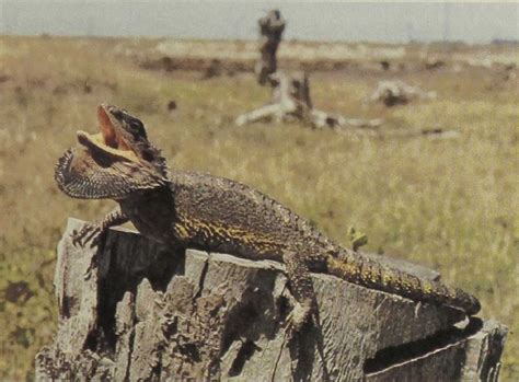 Reptiles Of The World Australian Bearded Lizard Gans Collections And