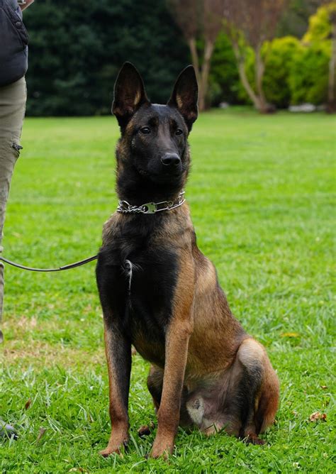 Trained Adolescent Belgian Malinois Black Belgian Malinois For Sale