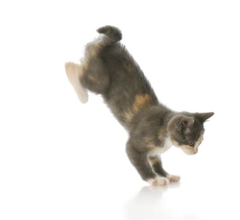 Fotos De Cat Jumping Down Imágenes De Cat Jumping Down ⬇ Descargar