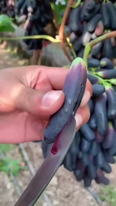 Аватар кишмиш - YouTube