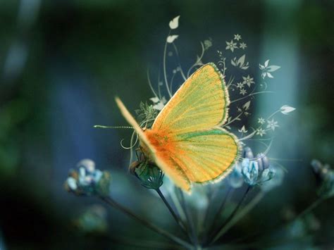 wallpapers wallpapers  desktop