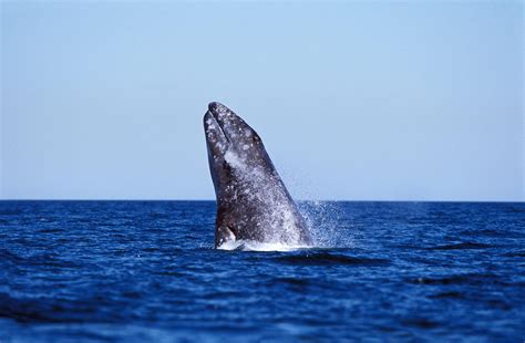 Ballena gris o Eschrichtius robustus Características hábitat y