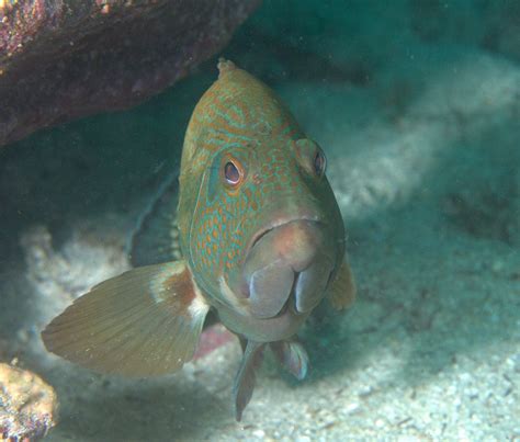 Under Pressure World Panama Graysby Sea Of Cortez