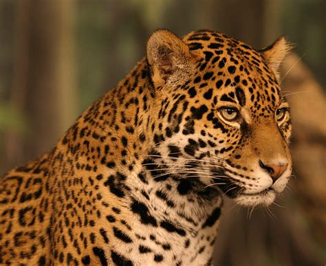 Jaguar Animal Background at Donna Ybarra blog