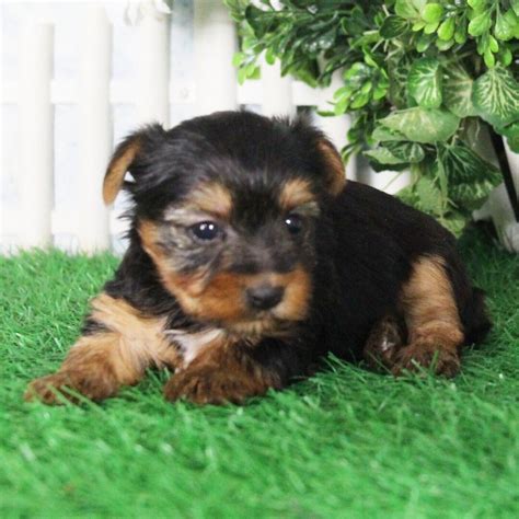 Wesley A Black Tan Male Yorkshire Terrier Puppy Puppyspot