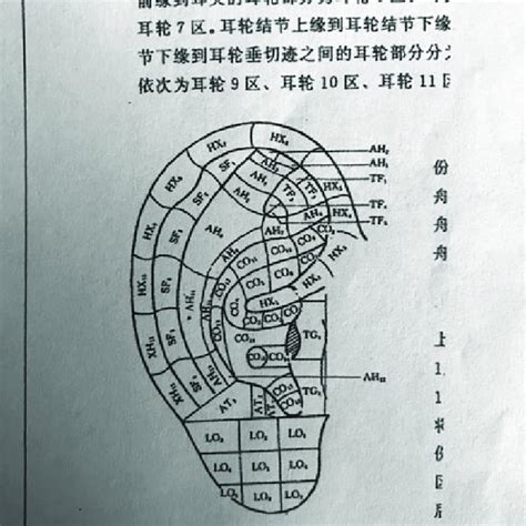 The posterior auricular anatomy. | Download Scientific Diagram