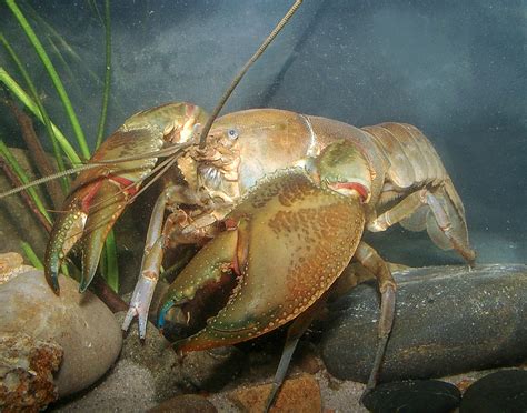 Largest Crayfish Species