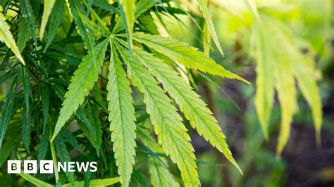 Five Arrests After 200 Cannabis Plants Found In Hull