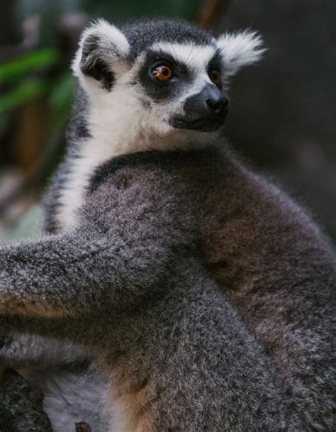 250+ Lemur Names: The Cutest and Cuddliest Primates on Earth