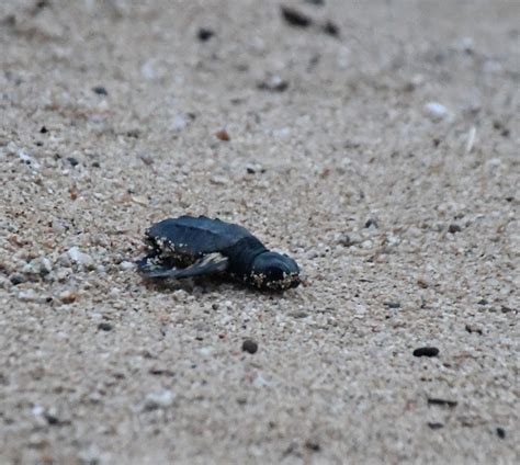 Formaran Voluntaris Per Preservar La Tortuga Careta Al Garraf I El Baix