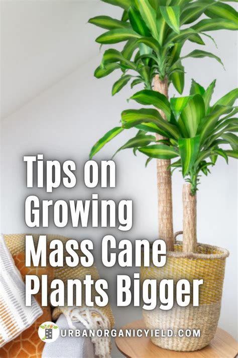 Corn Plant Indoor Care Corn Plant Care Indoor Cactus Plants Hanging