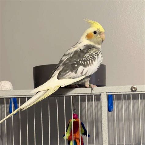 baby pearl pied cockatiel