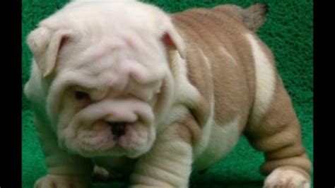 Fat English Bulldog Puppies : Health and Caring Tips - Animal Worlds