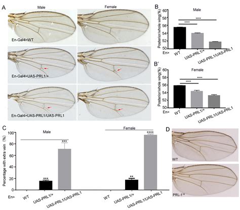 Phosphatase Of Regenerating Liver Regulates Wing Vein Formation