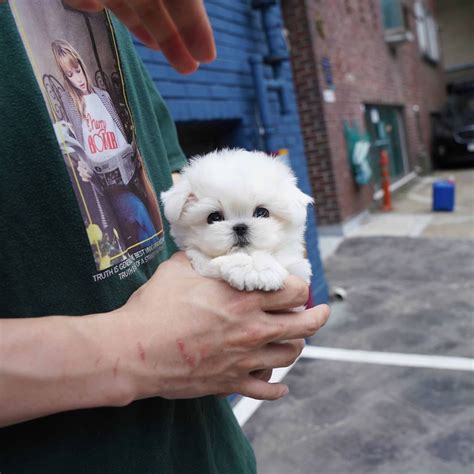 Siru - Female Teacup Maltese - Mini Teacup Puppies, INC