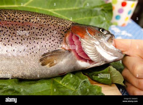 Fish Gills Close Up Hi Res Stock Photography And Images Alamy