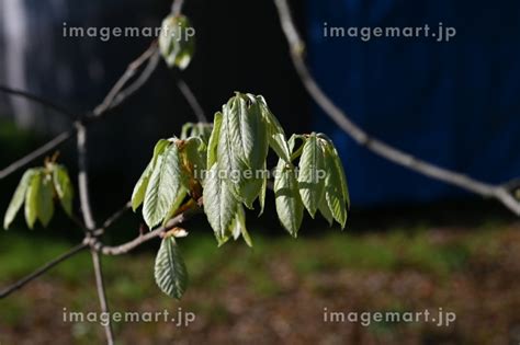 コナラの新芽の写真素材 249757276 イメージマート