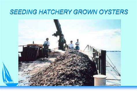 Ppt Can Suminoe Oysters Save Chesapeake Bay Powerpoint Presentation Id9587273