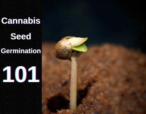 Mastering Cannabis Seed Germination Techniques For Successful Growth