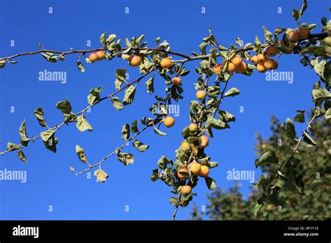 Crabapple tree in fruit Stock Photo - Alamy