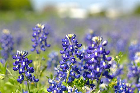 Central Plains - Region of Texas