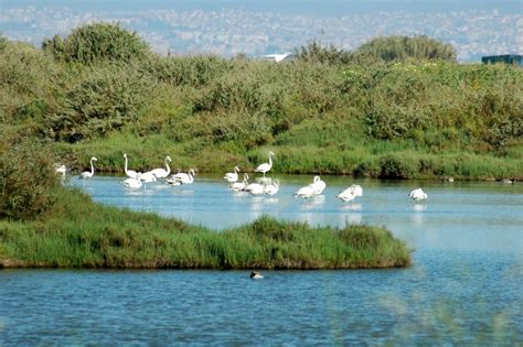 Reserva Natural Do Estu Rio Do Tejo Alcochete Guia Para Visitar Em