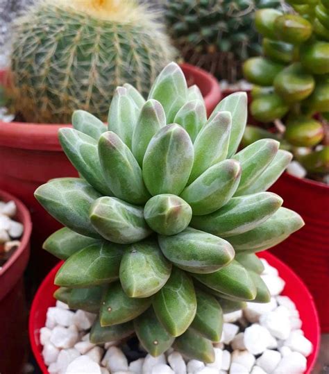 Pachyveria Little Jewel Glauca Succulent | Care Instruction | Суккуленты