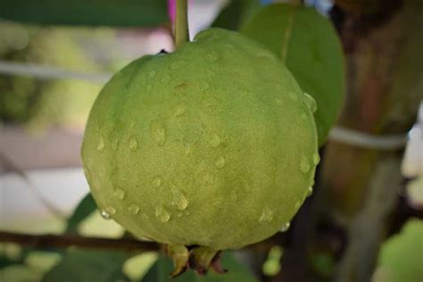 A Guide To Understand Guava Planttree Propagation Check How This