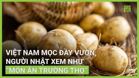 Khoai Tây mọc đầy vườn người Nhật xem như món ăn trường sinh VTC16